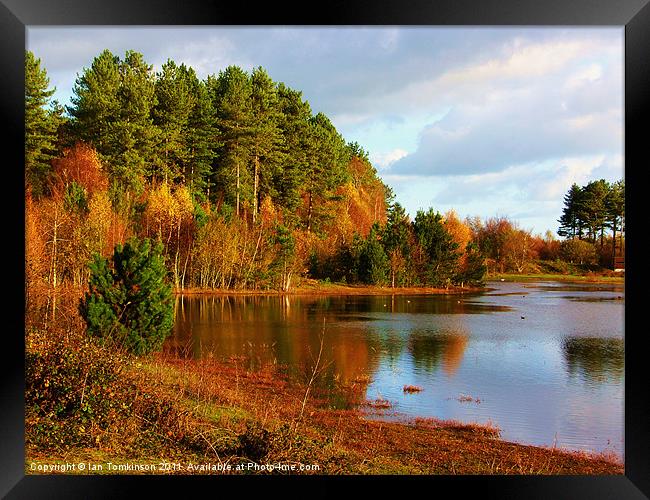 Autumn at Newborough Forest Framed Print by Ian Tomkinson