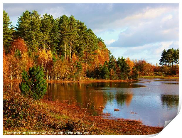 Autumn at Newborough Forest Print by Ian Tomkinson