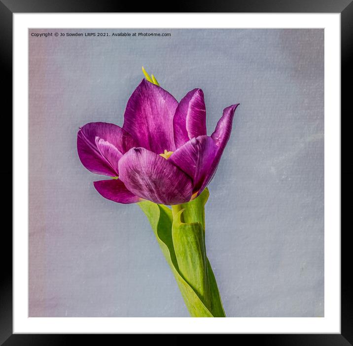 Purple Tulip Framed Mounted Print by Jo Sowden