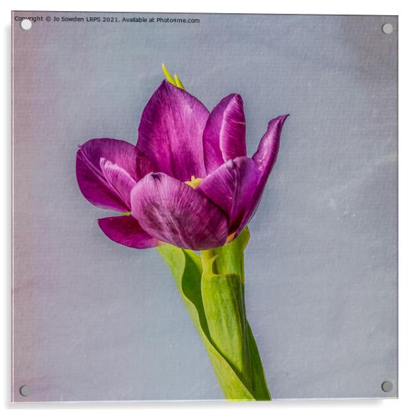 Purple Tulip Acrylic by Jo Sowden