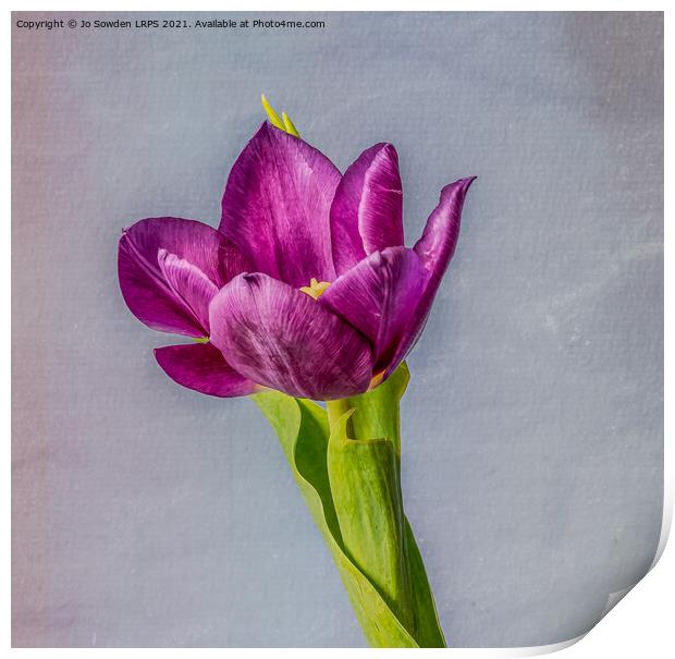 Purple Tulip Print by Jo Sowden