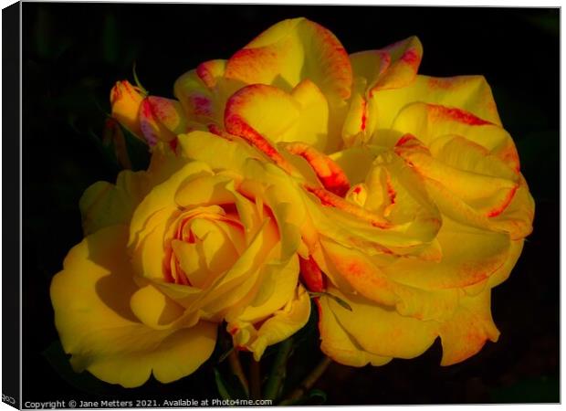 Yellow Roses Canvas Print by Jane Metters