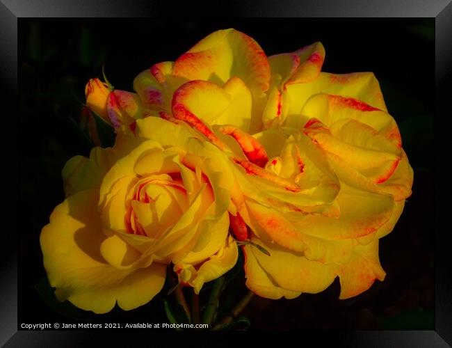 Yellow Roses Framed Print by Jane Metters