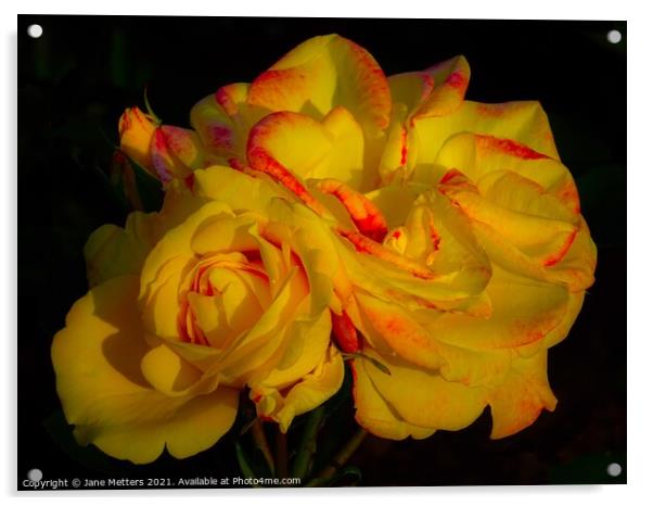 Yellow Roses Acrylic by Jane Metters