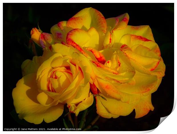 Yellow Roses Print by Jane Metters