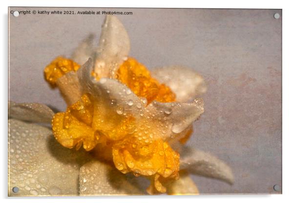 Peaceful Cornish daffodil Acrylic by kathy white
