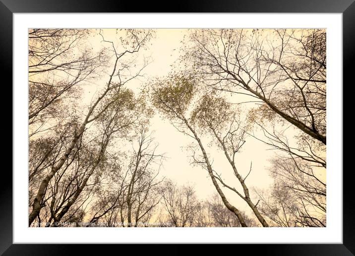 Autumn Trees Framed Mounted Print by Martyn Williams