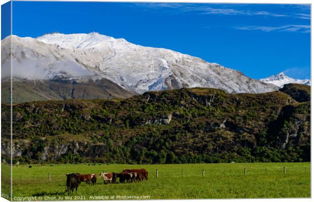 Cattle on grass field with snow mountains in South Island, New Zealand Canvas Print by Chun Ju Wu