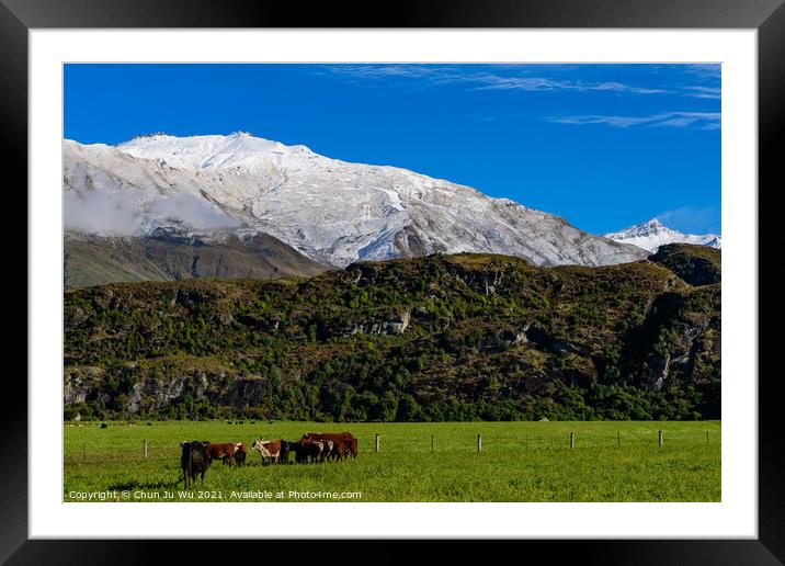 Cattle on grass field with snow mountains in South Island, New Zealand Framed Mounted Print by Chun Ju Wu
