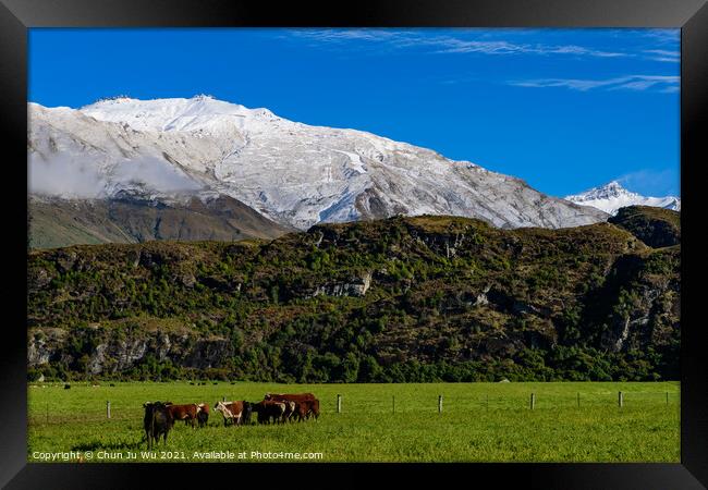 Cattle on grass field with snow mountains in South Island, New Zealand Framed Print by Chun Ju Wu