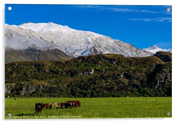 Cattle on grass field with snow mountains in South Island, New Zealand Acrylic by Chun Ju Wu