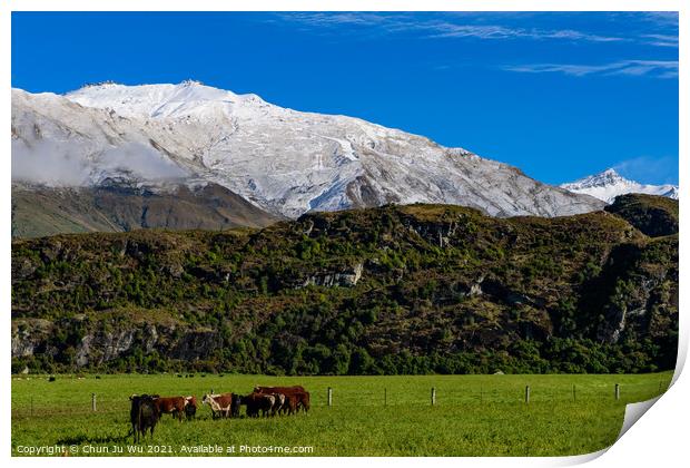 Cattle on grass field with snow mountains in South Island, New Zealand Print by Chun Ju Wu