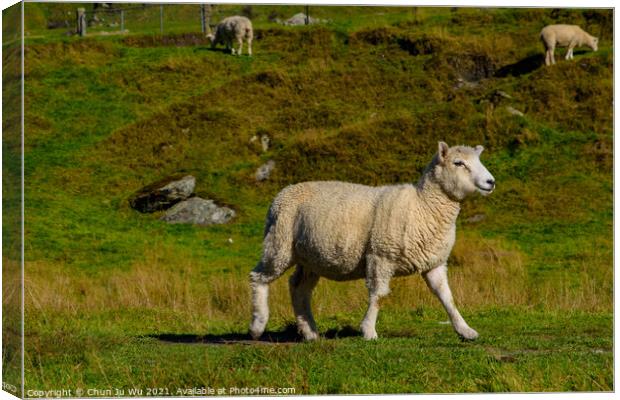 A smiling sheep on grass field in New Zealand Canvas Print by Chun Ju Wu