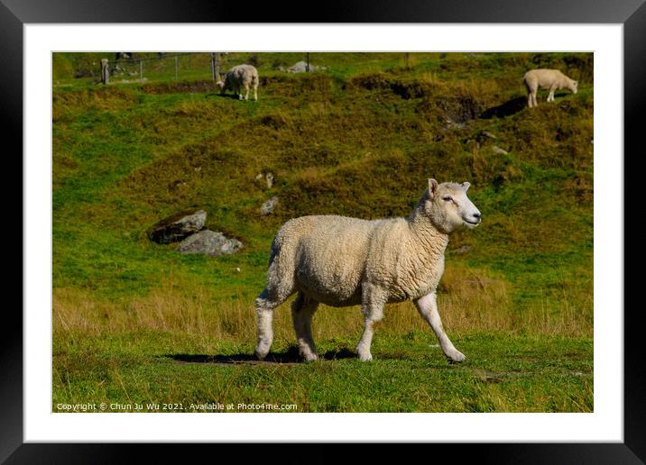 A smiling sheep on grass field in New Zealand Framed Mounted Print by Chun Ju Wu