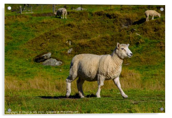 A smiling sheep on grass field in New Zealand Acrylic by Chun Ju Wu