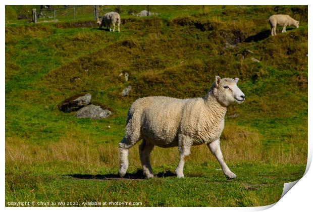 A smiling sheep on grass field in New Zealand Print by Chun Ju Wu