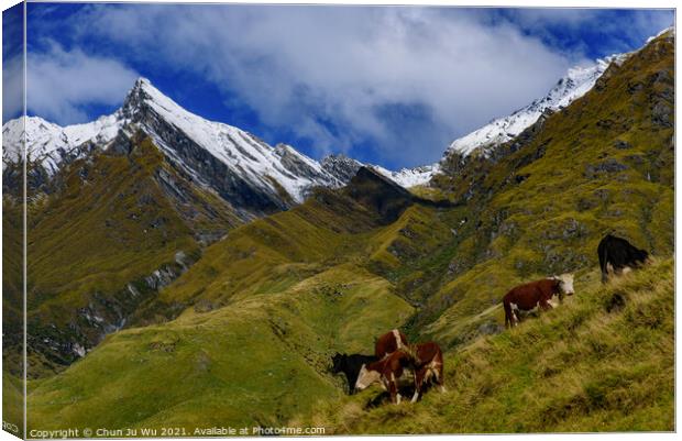 Cattle grazing on grass field in Mount Aspiring National Park, South Island, New Zealand Canvas Print by Chun Ju Wu