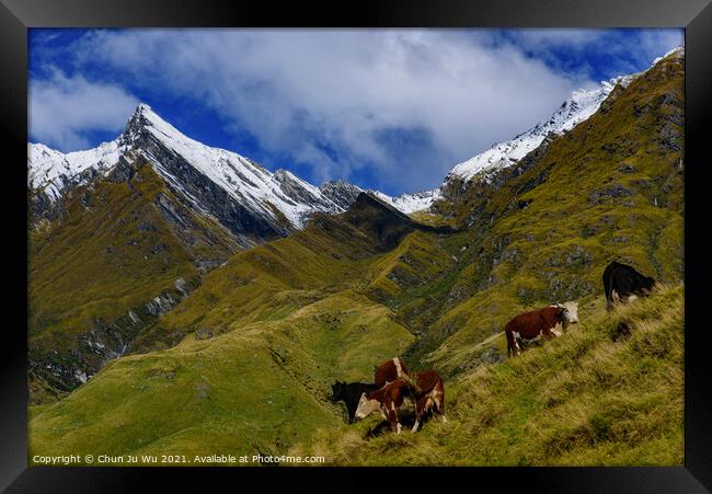 Cattle grazing on grass field in Mount Aspiring National Park, South Island, New Zealand Framed Print by Chun Ju Wu