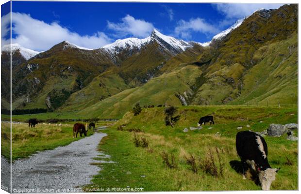 Cattle grazing on grass field in Mount Aspiring National Park, South Island, New Zealand Canvas Print by Chun Ju Wu