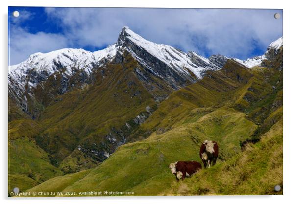 Cattle grazing on grass field in Mount Aspiring National Park, South Island, New Zealand Acrylic by Chun Ju Wu