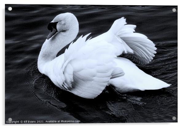 Swan Song Acrylic by Elf Evans