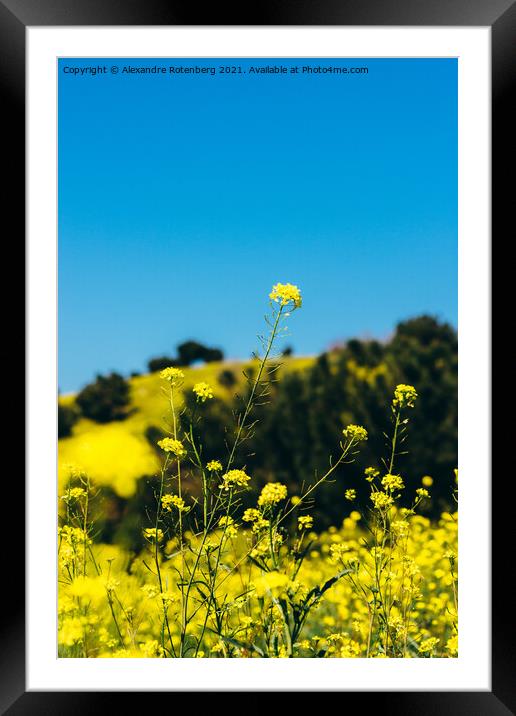 Outdoor field Framed Mounted Print by Alexandre Rotenberg