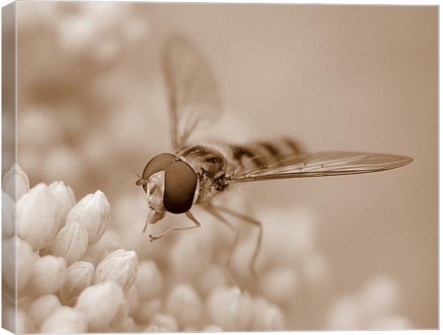 Hoverfly In Sepia Canvas Print by Louise Godwin
