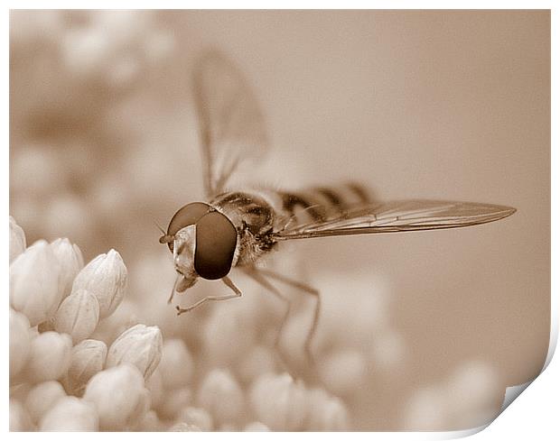 Hoverfly In Sepia Print by Louise Godwin