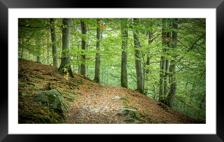 Forest Hiking Path Framed Mounted Print by Antony McAulay