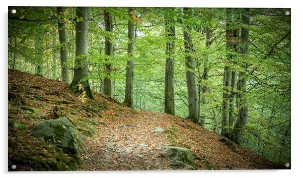 Forest Hiking Path Acrylic by Antony McAulay