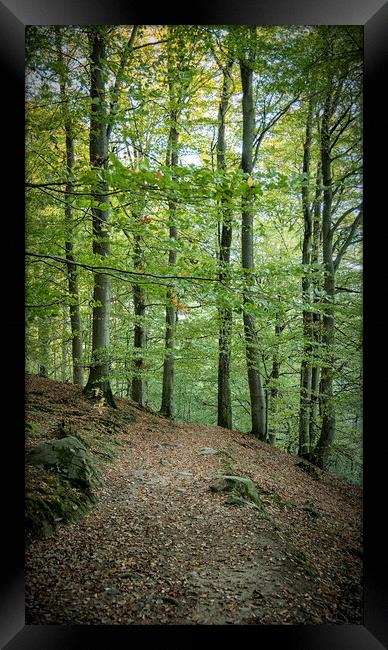 Forest Hiking Way Framed Print by Antony McAulay