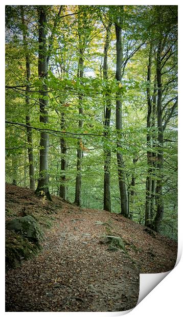 Forest Hiking Way Print by Antony McAulay