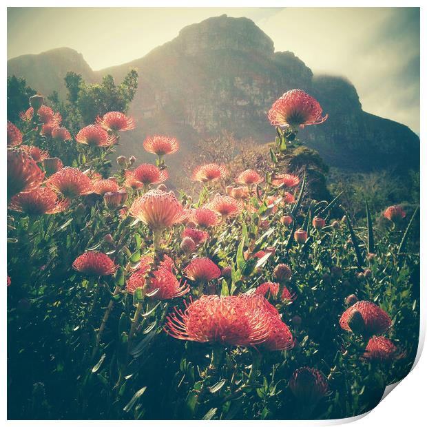 Pincushion protea Flower, South Africa Print by Neil Overy
