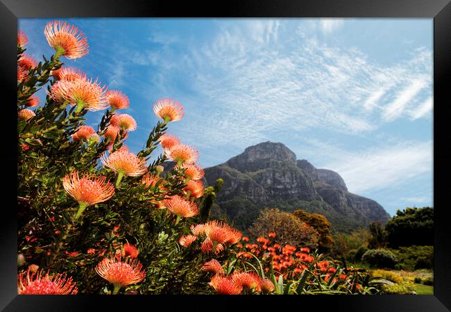 Kirstenbosch Botanical Garden, Cape Town Framed Print by Neil Overy