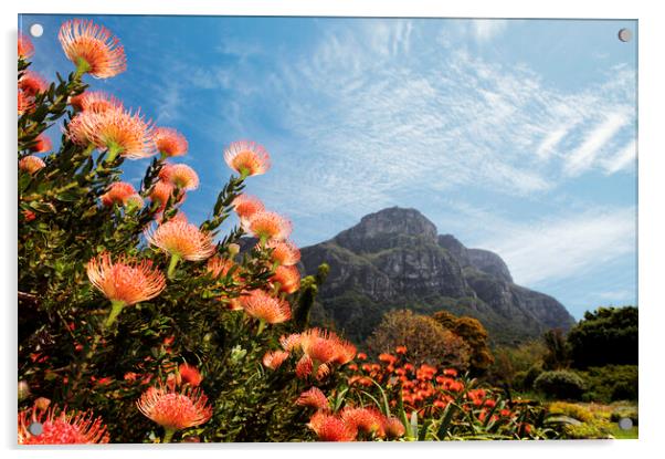 Kirstenbosch Botanical Garden, Cape Town Acrylic by Neil Overy