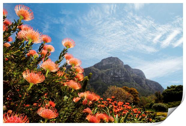 Kirstenbosch Botanical Garden, Cape Town Print by Neil Overy
