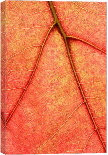Macro image of Oak Tree Leaf Canvas Print by Neil Overy