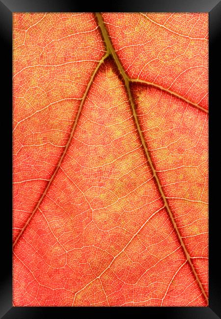 Macro image of Oak Tree Leaf Framed Print by Neil Overy