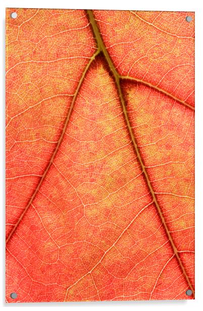 Macro image of Oak Tree Leaf Acrylic by Neil Overy