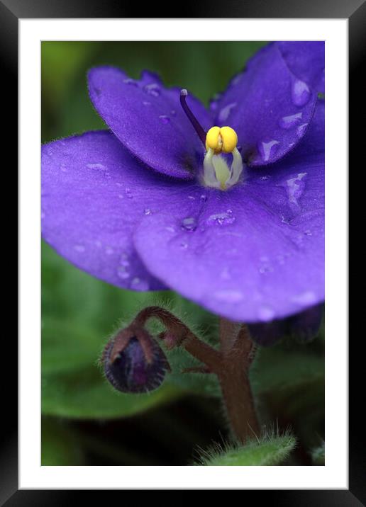 African Violet Flower with Rain Drops Framed Mounted Print by Neil Overy