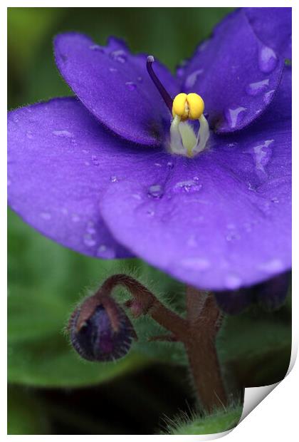 African Violet Flower with Rain Drops Print by Neil Overy