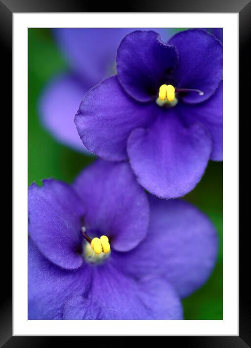 African violet flower close-up Framed Mounted Print by Neil Overy