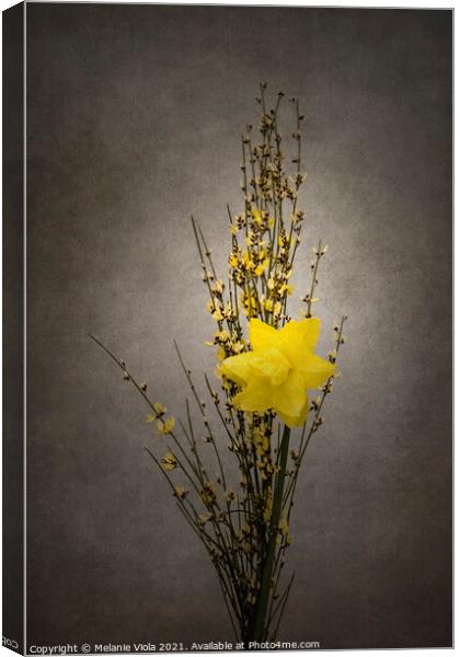 Spring bloomer - Genista and daffodil | vintage style  Canvas Print by Melanie Viola