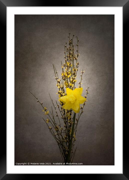 Spring bloomer - Genista and daffodil | vintage style  Framed Mounted Print by Melanie Viola
