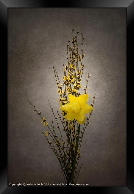 Spring bloomer - Genista and daffodil | vintage style  Framed Print by Melanie Viola