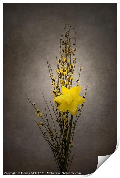 Spring bloomer - Genista and daffodil | vintage style  Print by Melanie Viola