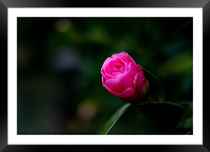 Pink Camellia Japonica  Framed Mounted Print by Chris Yaxley