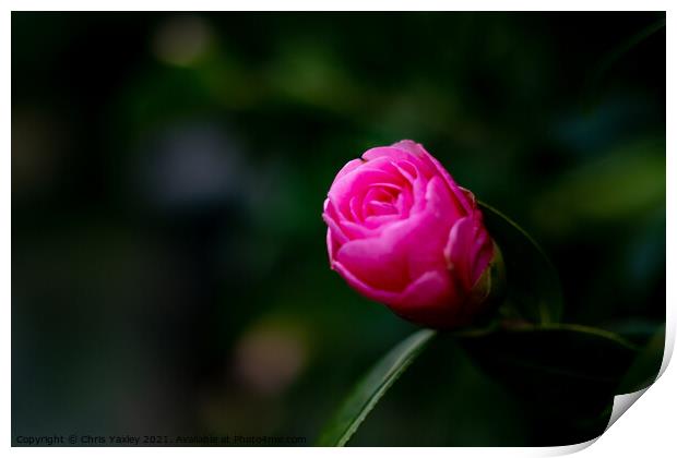 Pink Camellia Japonica  Print by Chris Yaxley