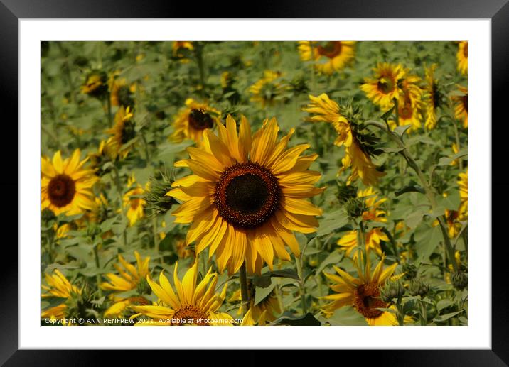 Sunflower field Framed Mounted Print by ANN RENFREW