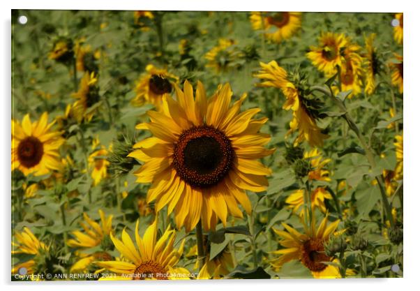 Sunflower field Acrylic by ANN RENFREW
